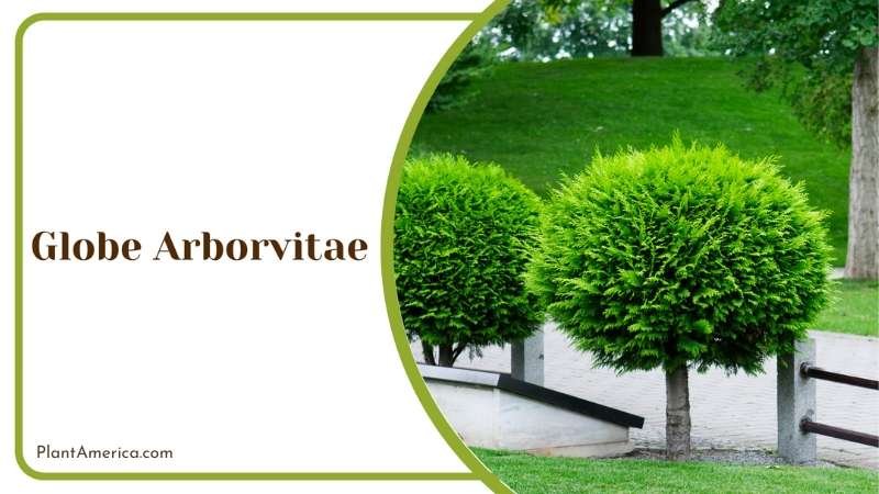 Globe Arborvitae Beauty Of Backyards Plant America