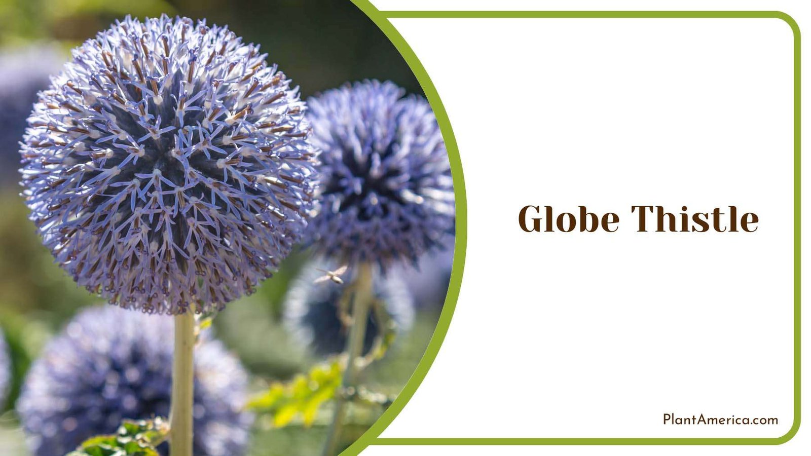 Globe Thistle Blooms Plant America Globe Thistle Blooms Plant America