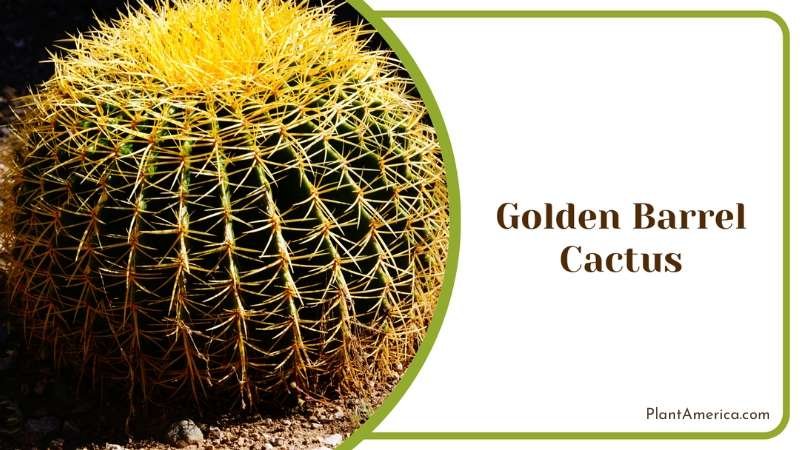 Golden Barrel Cactus Plant America