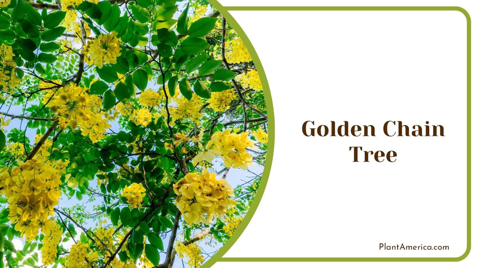 Golden Chain Tree PlantAmerica