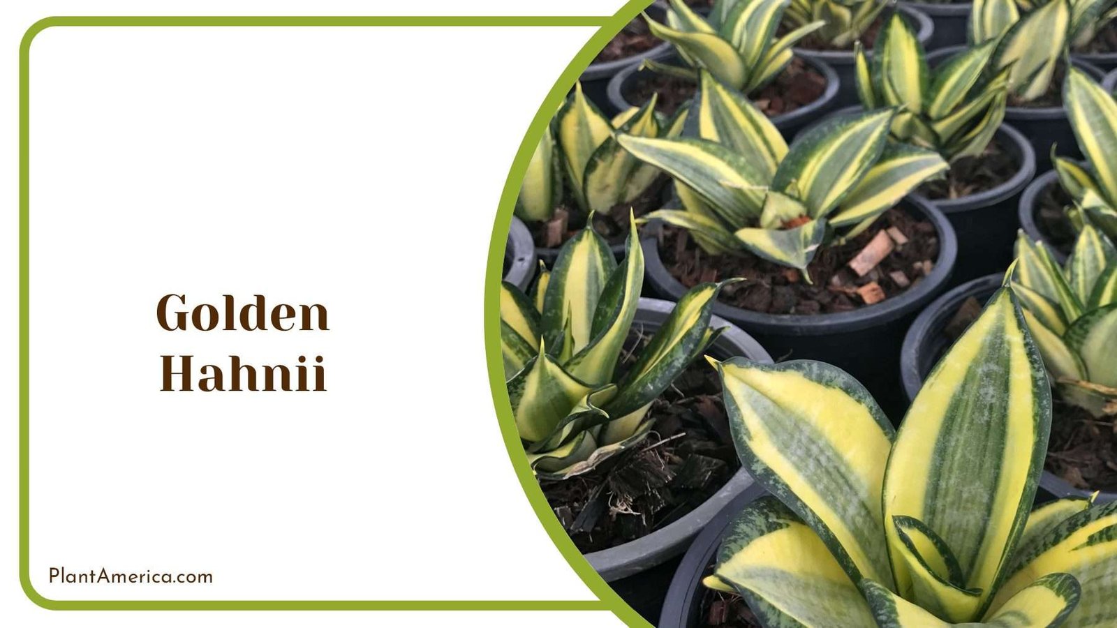 Golden Hahnii Home Decor PlantAmerica