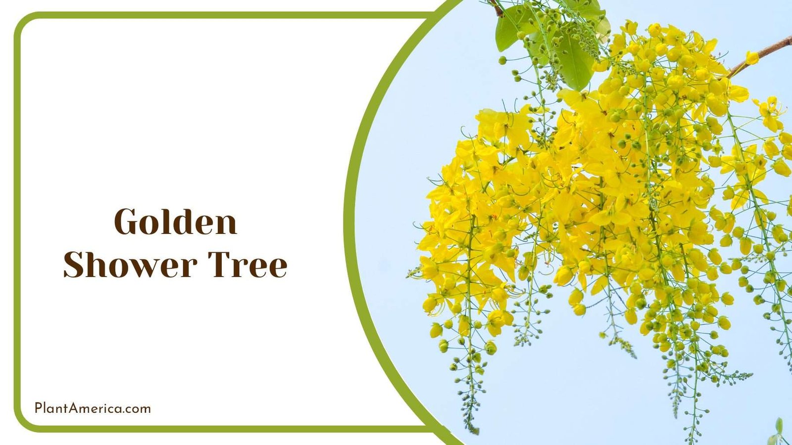 Golden Hanging Shower Tree PlantAmerica