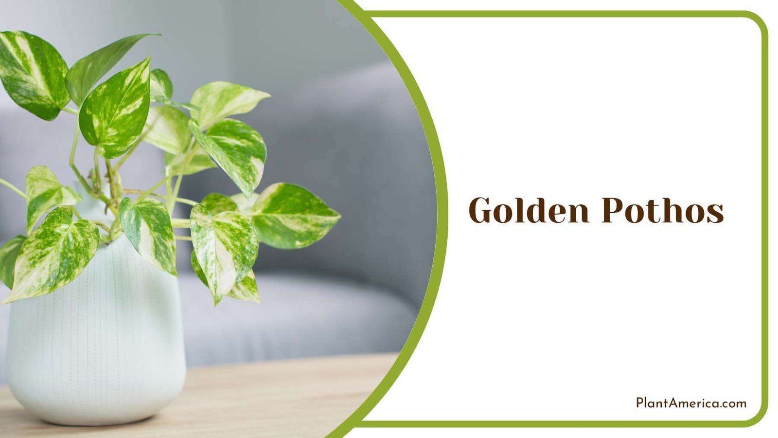 Golden Pothos Indoor Plant Plant America