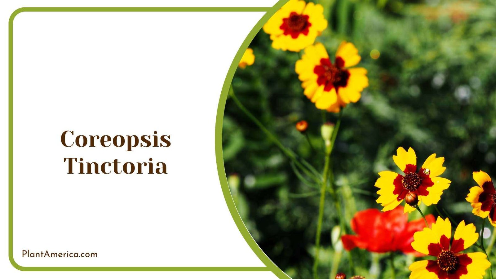 Golden Tickseed Coreopsis Tinctoria Plant America 1