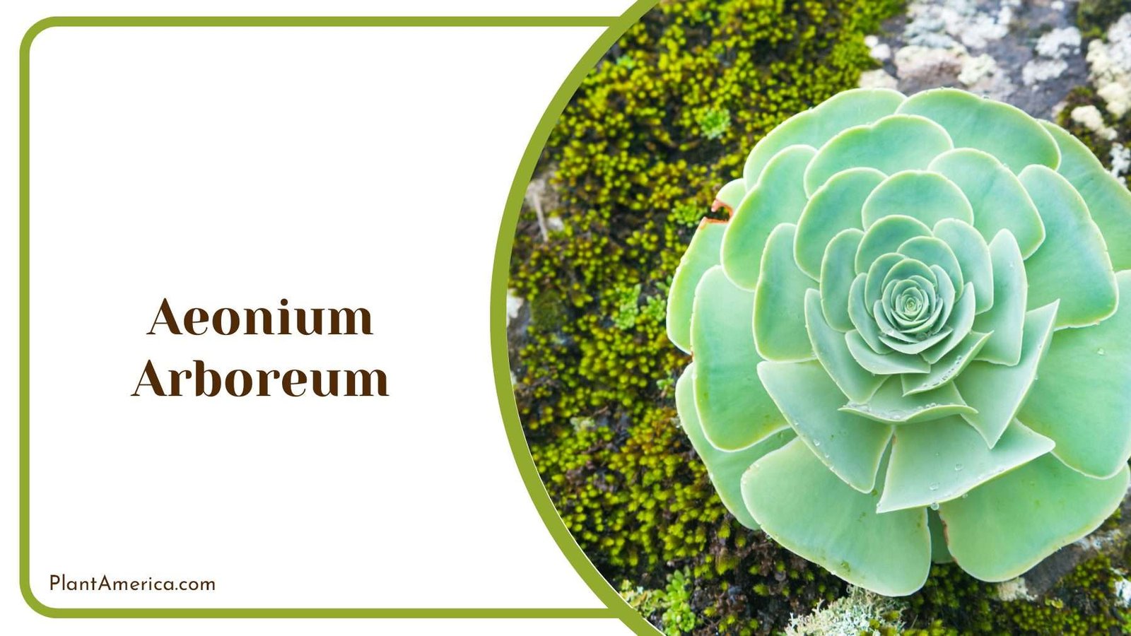 Graceful Aeonium Arboreum Plant America