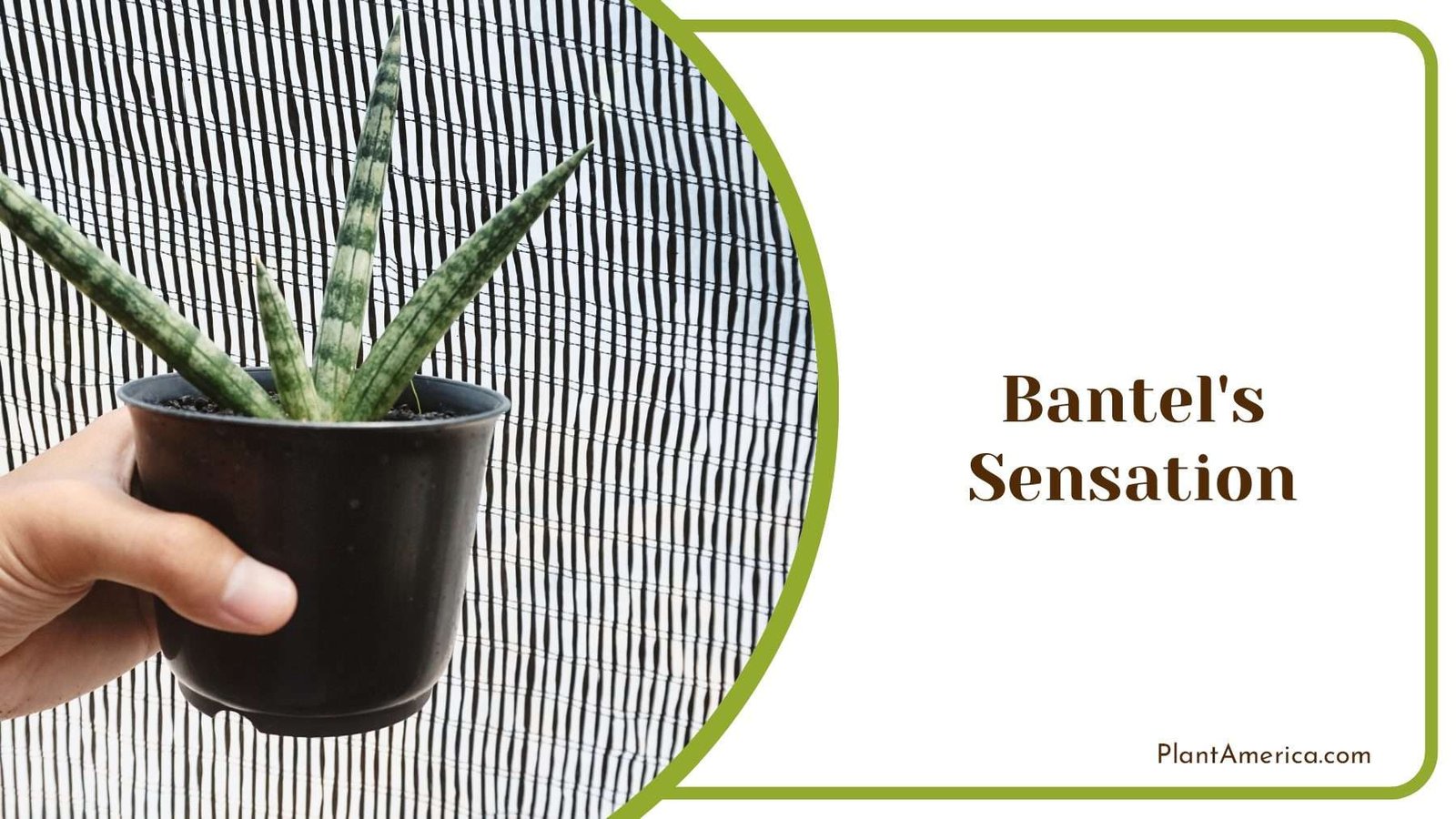 Graceful Bantel s Sensation In Home PlantAmerica