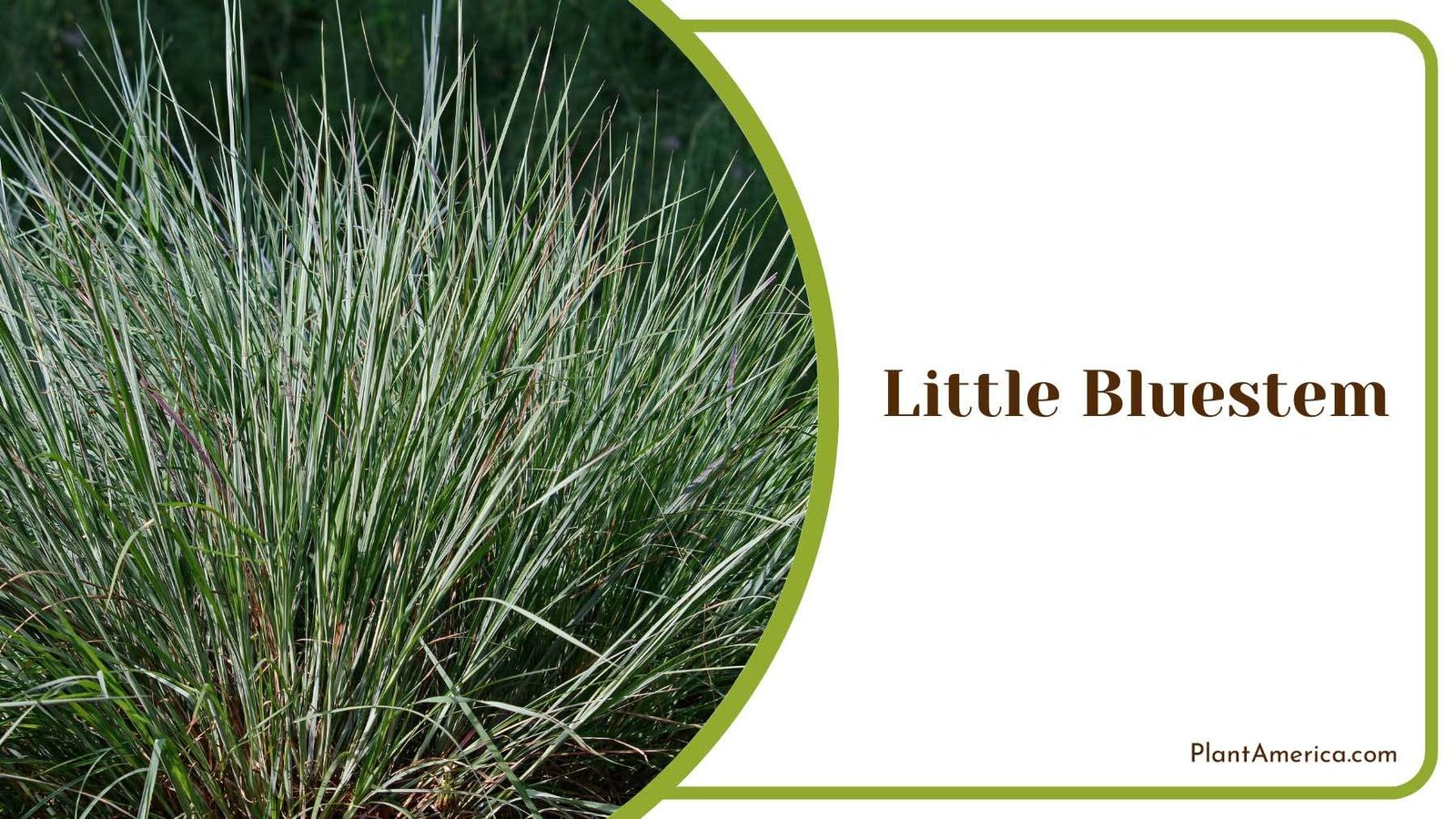 Graceful Little Bluestem Plant America