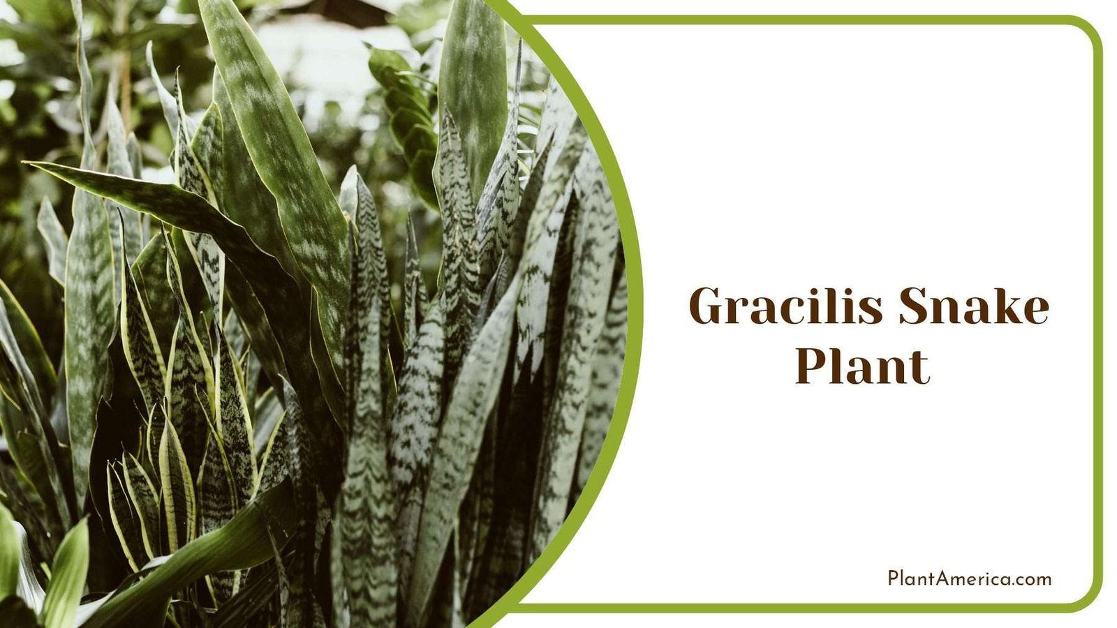 Gracilis Snake Plant Nature PlantAmerica