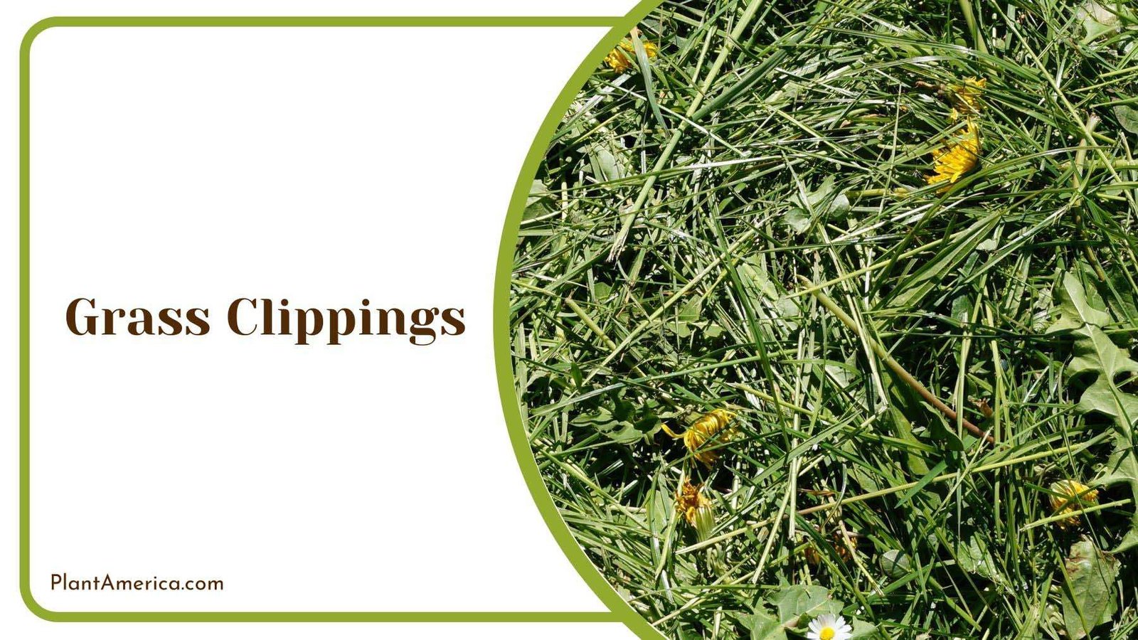 Grass Clippings Mulch for Garden Plant America
