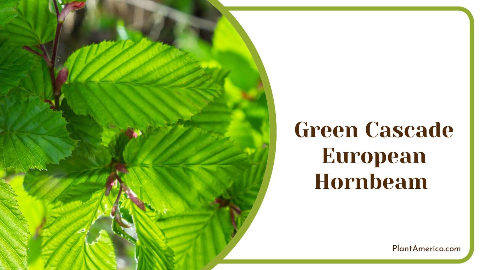 Green Cascade European Hornbeam Plant America