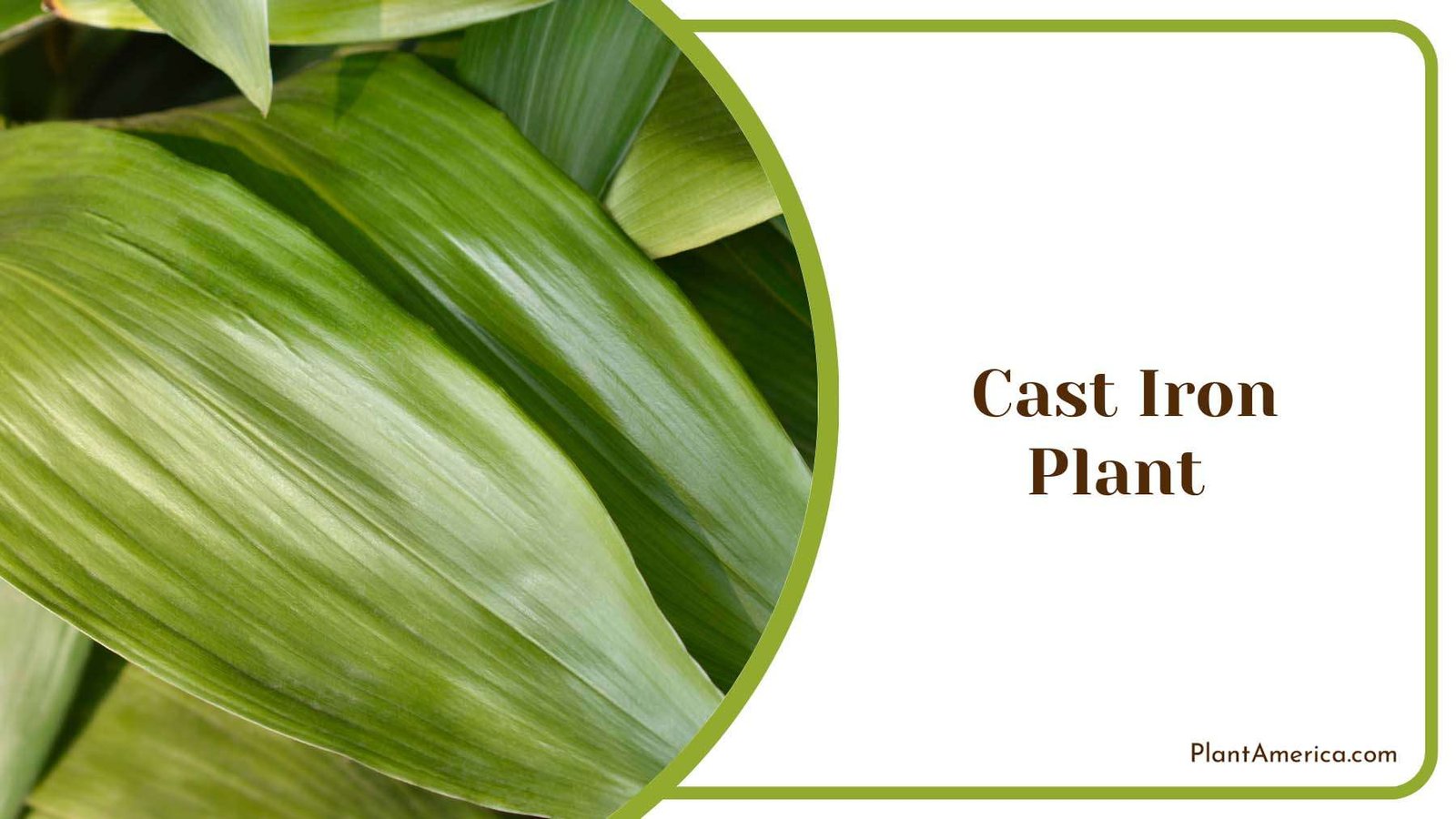 Green Cast Iron Plant Plant America