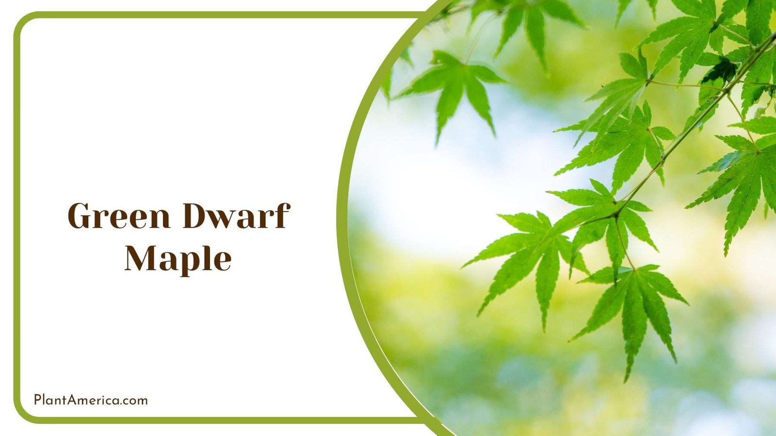 Green Dwarf Maple PlantAmerica