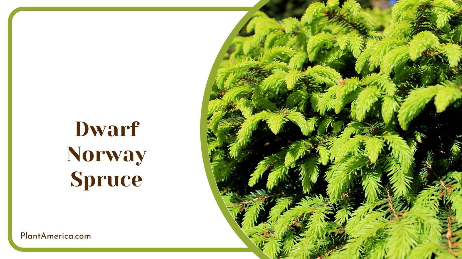 Green Dwarf Norway Spruce Plant America