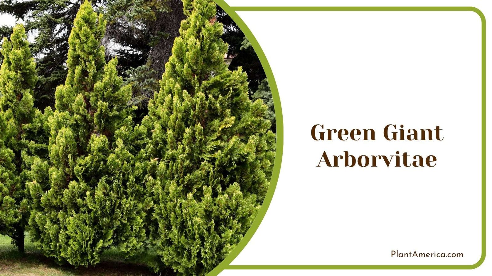 Green Giant Arborvitae Plant America 1