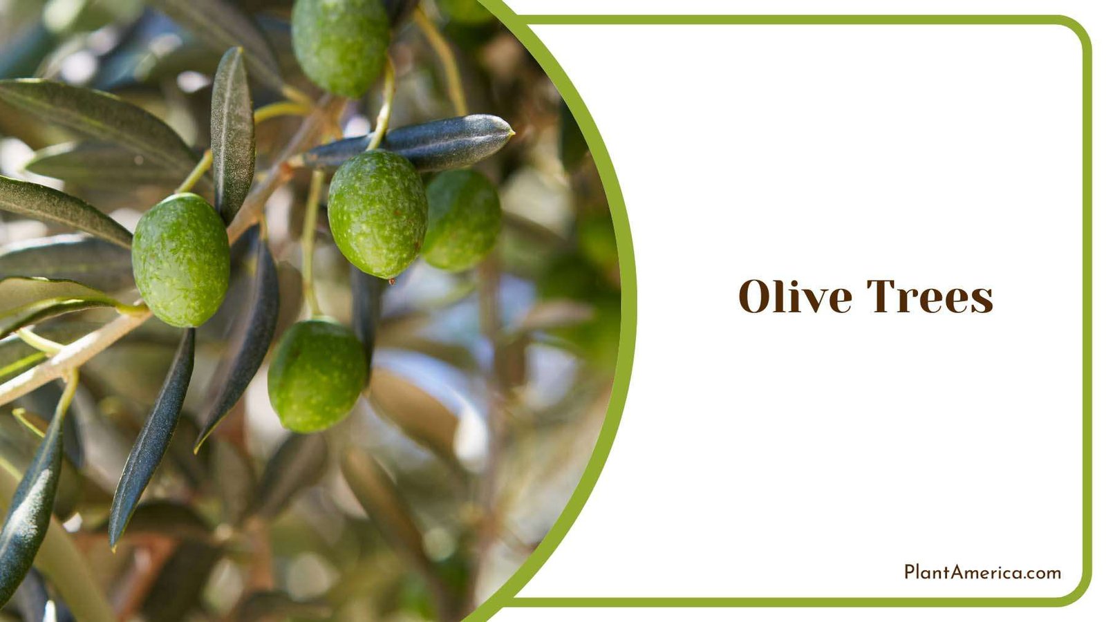 Green Olive Trees Plant America Green Olive Trees Plant America