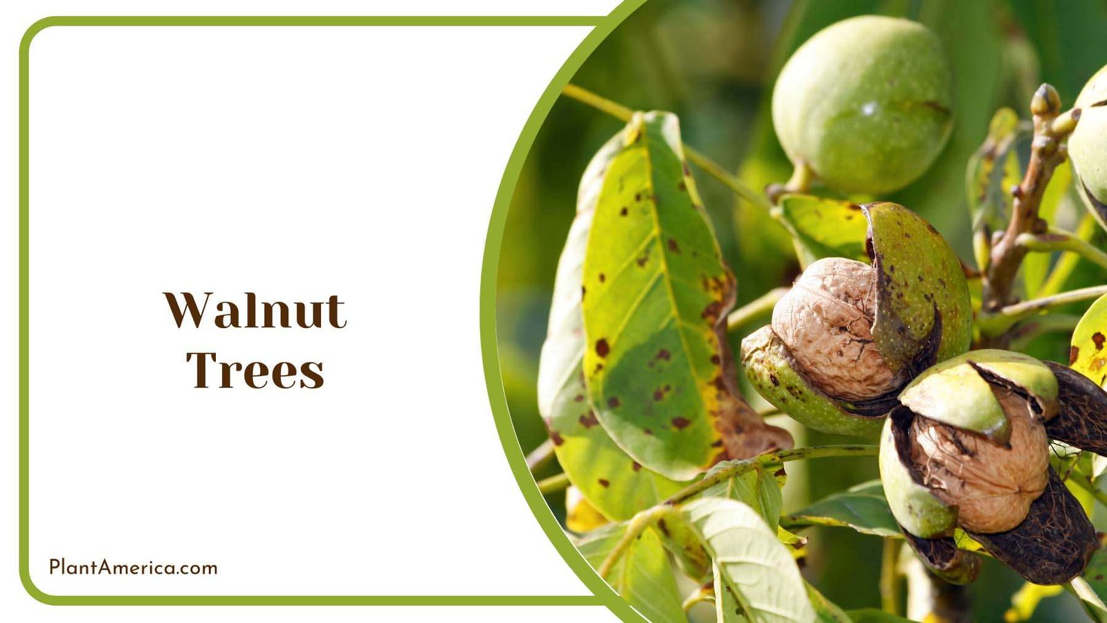 Green Walnut Trees Plant America Green Walnut Trees Plant America