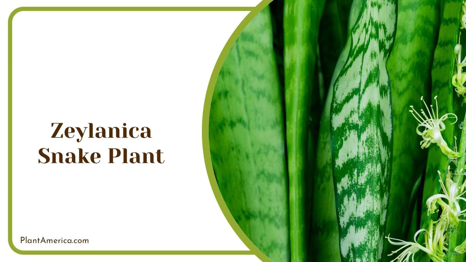 Green Zeylanica Snake Plant PlantAmerica