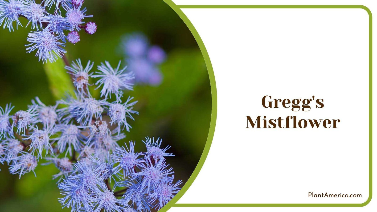 Gregg s Mistflower Growing Plant America