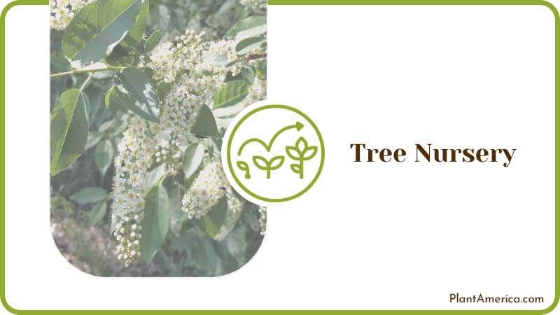 Growing Chokecherry on a Nursery Plant America