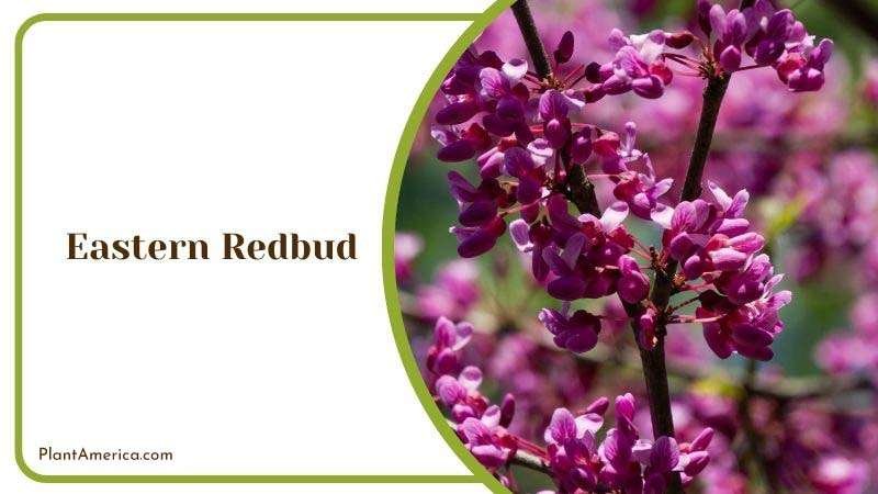 Growing Eastern Redbud Plant America