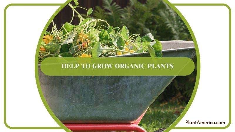 Growing Organic Plants Plant America