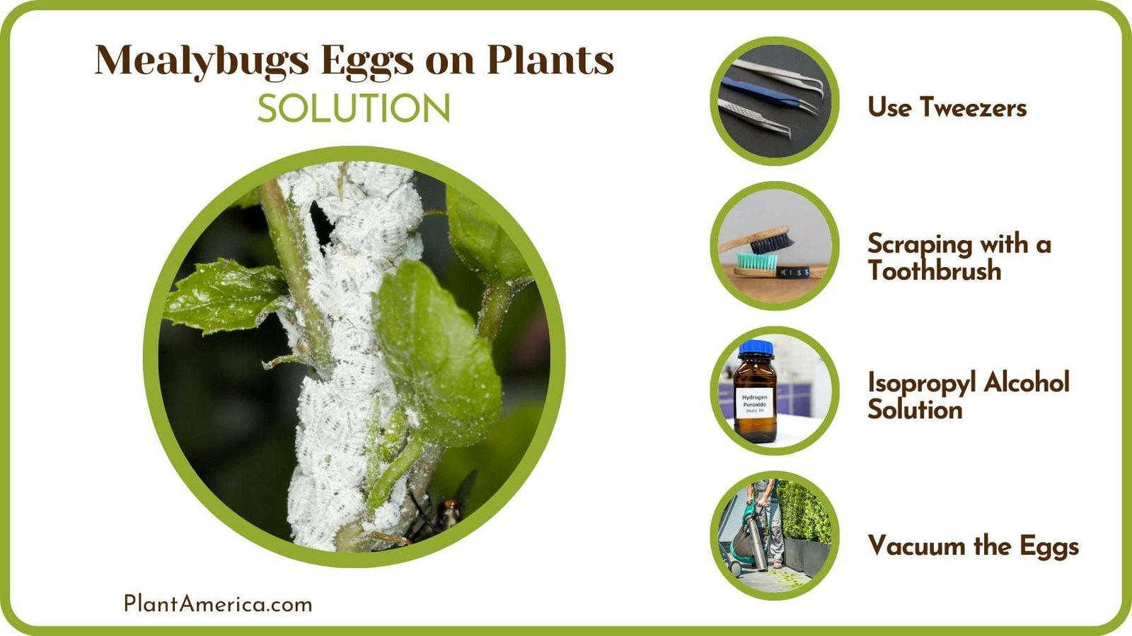 Grt Rid of Mealybug Infestation PlantAmerica Grt Rid of Mealybug Infestation PlantAmerica
