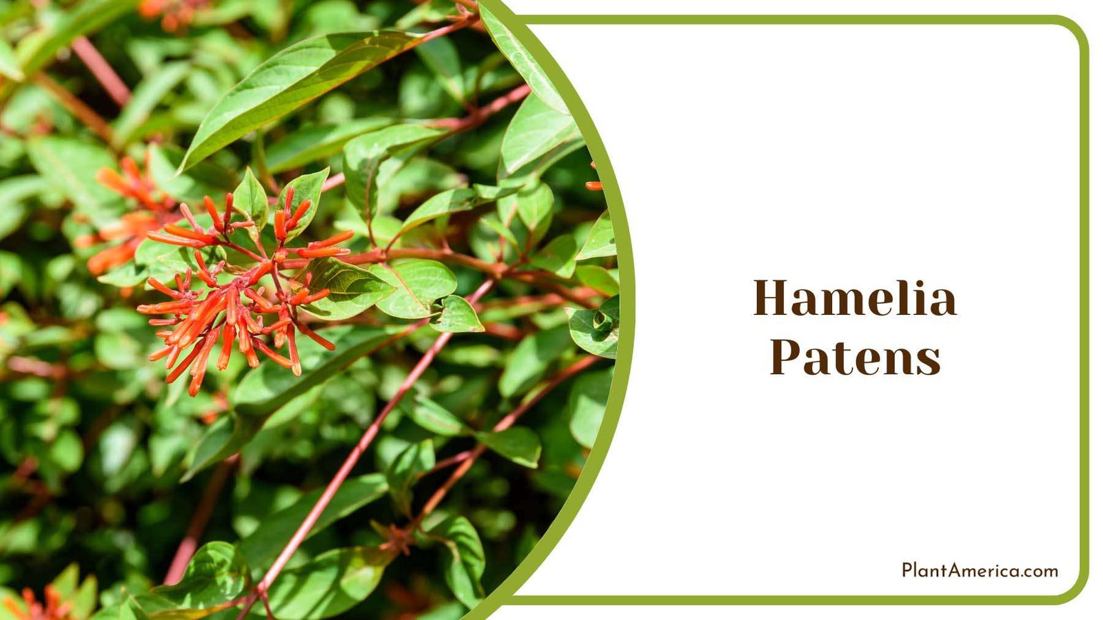 Hamelia Patens Blooms Plant America
