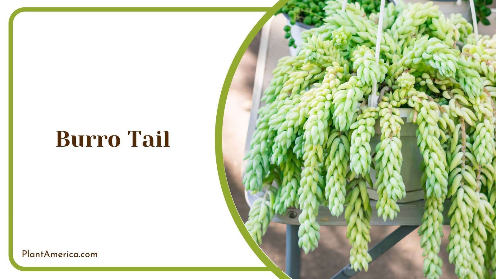 Hanging Burro Tail Plant America
