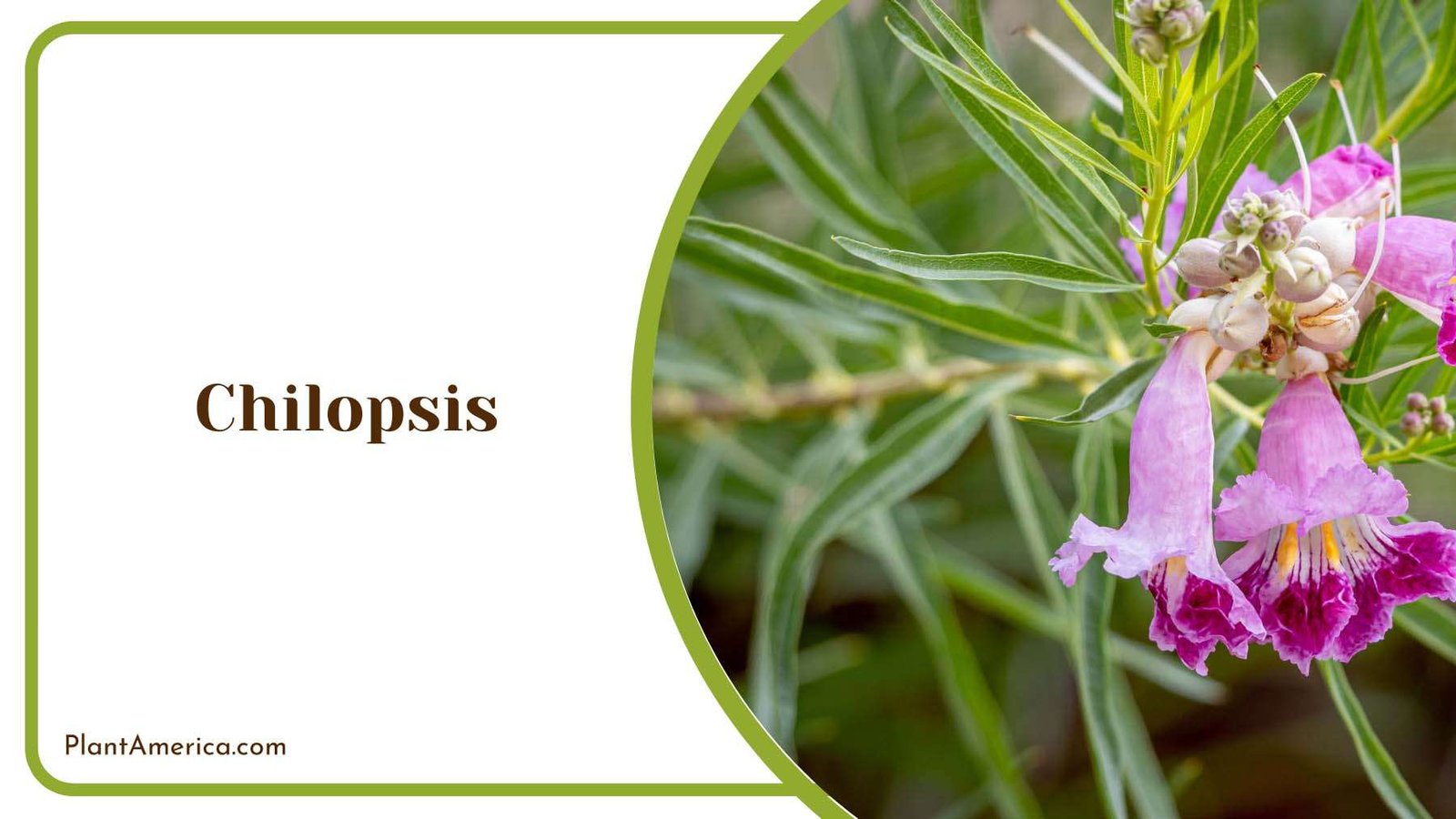 Hanging Clusters Chilopsis Plant America