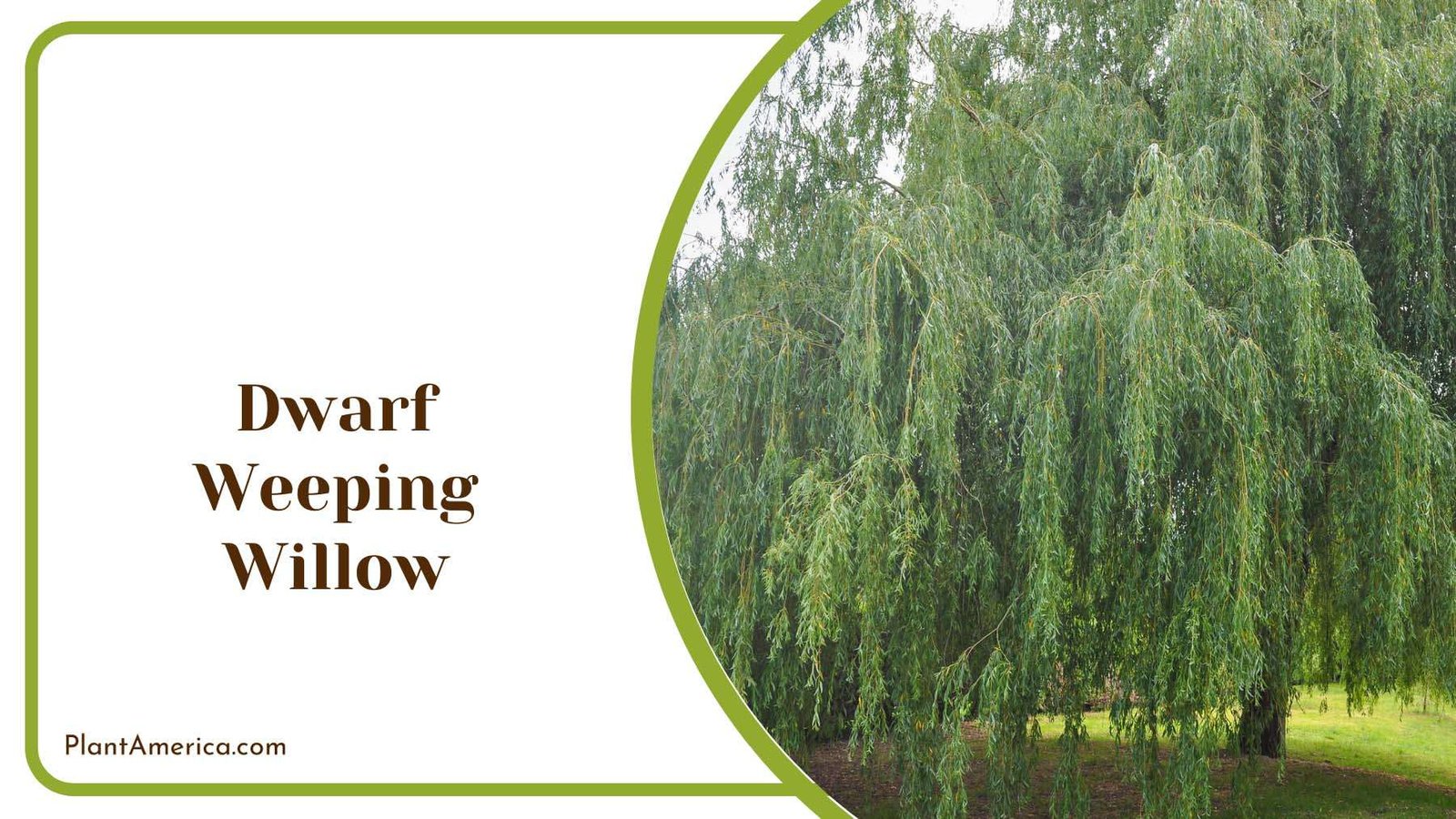 Hanging Dwarf Weeping Willow Plant America