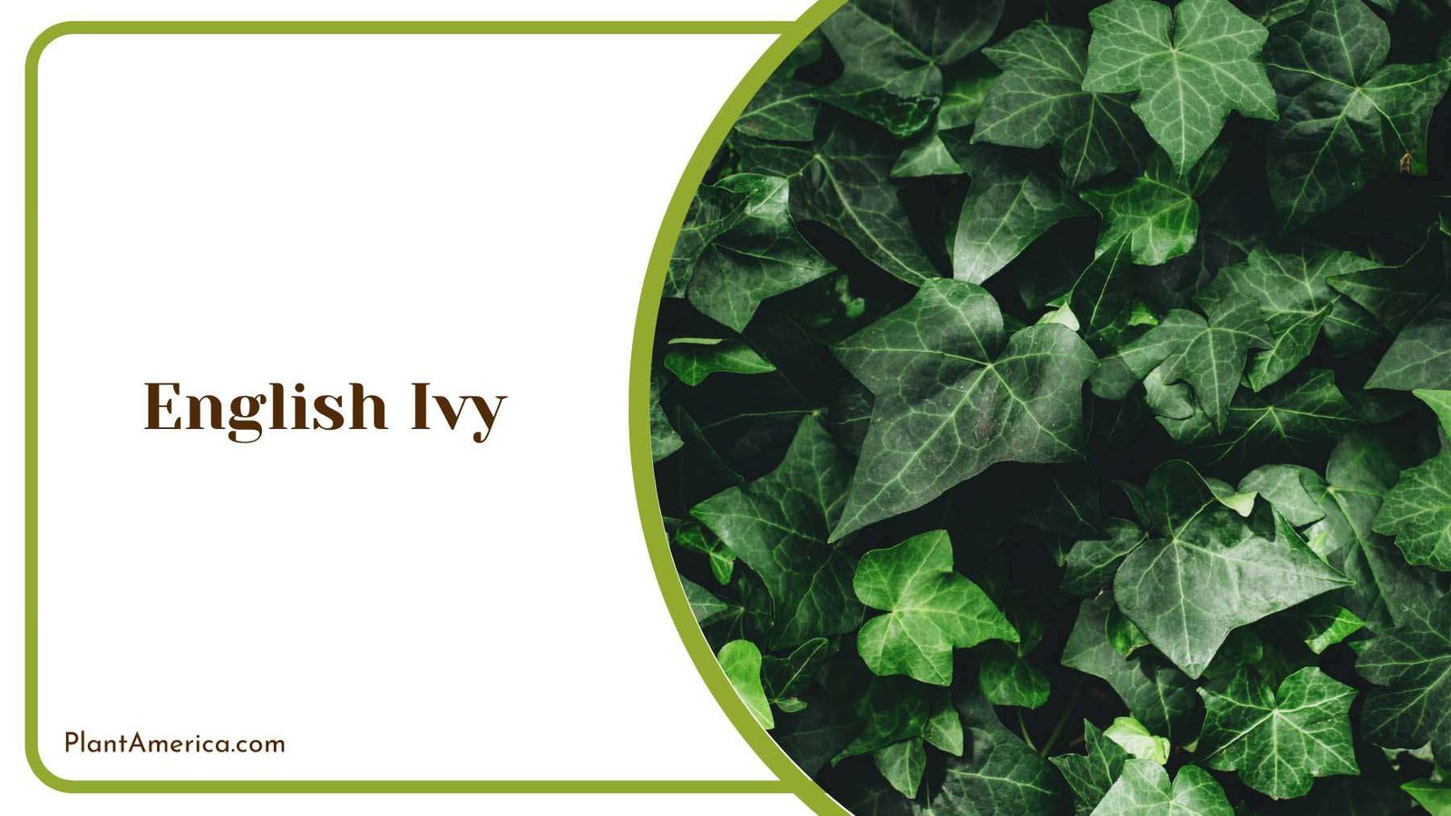 Hanging English Ivy For Walls Plant America