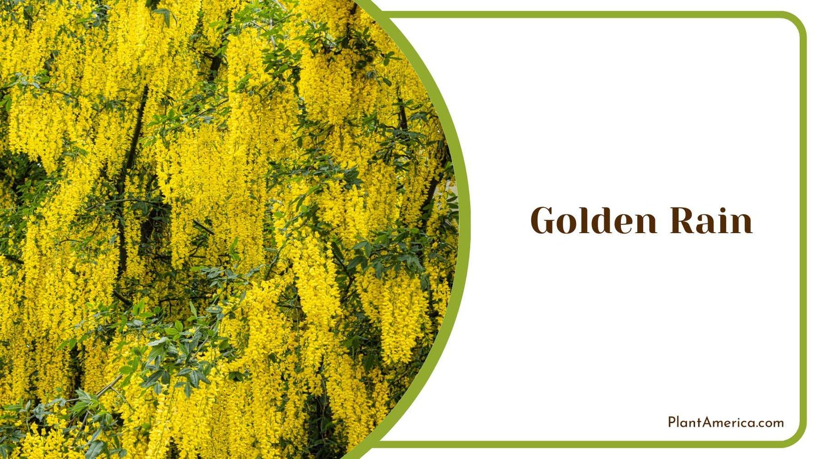 Hanging Golden Rain Plant America