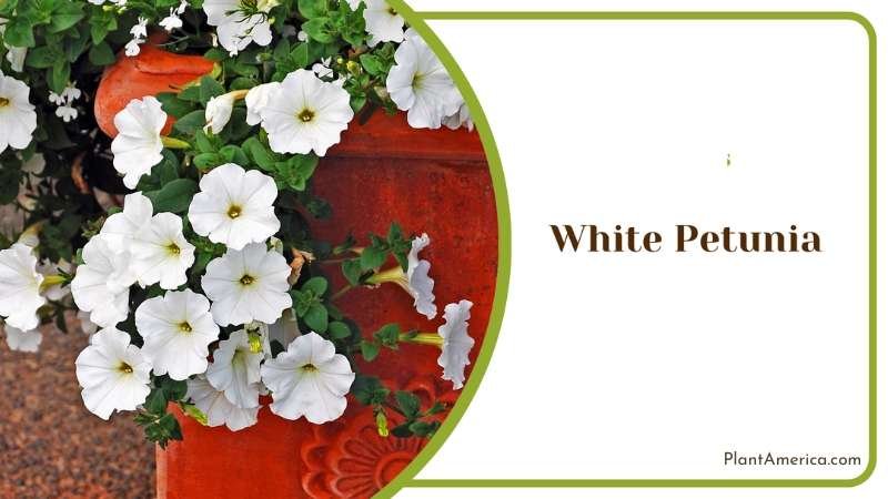 Hanging White Petunia Plant America