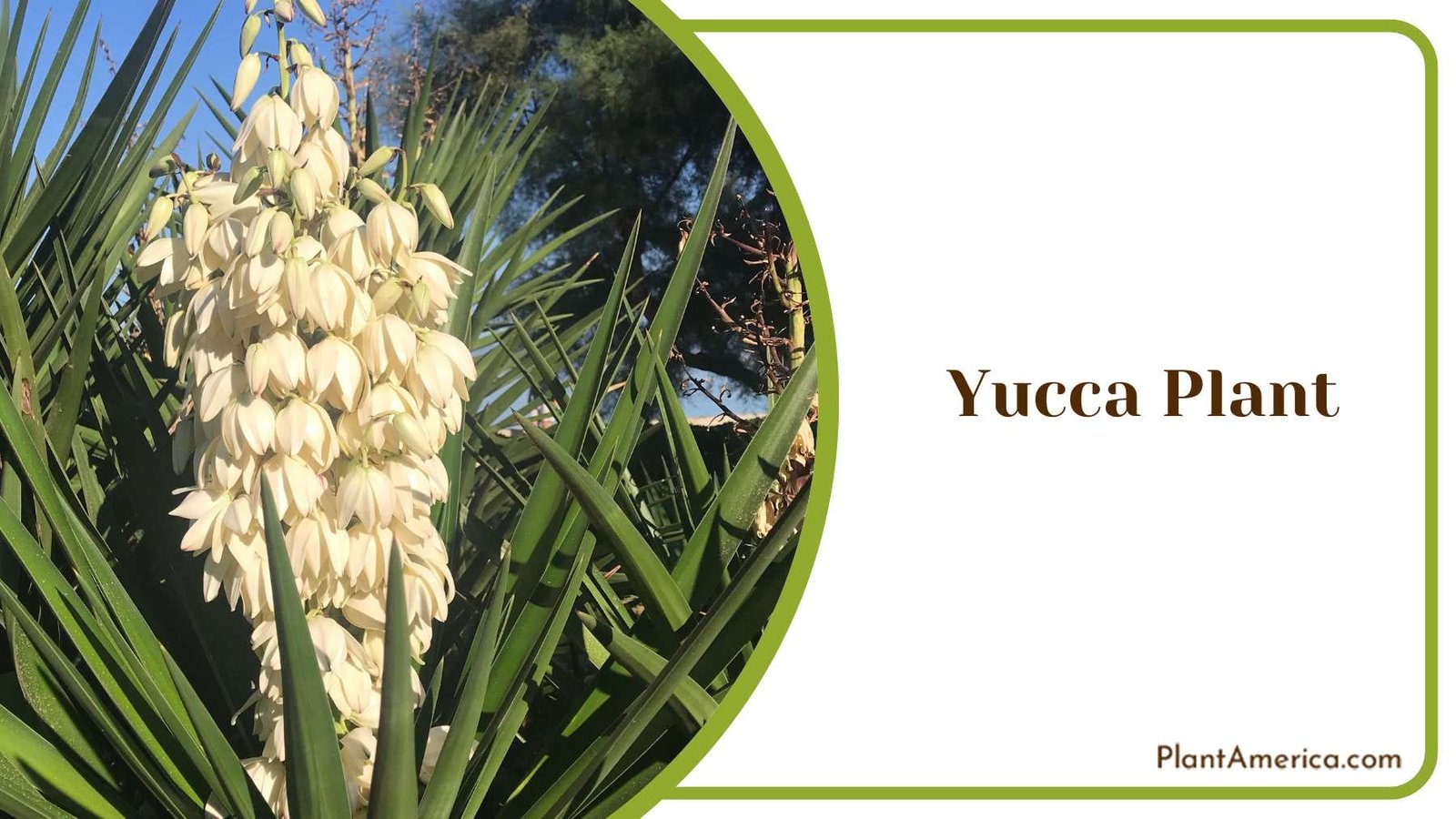 Hanging Yucca Plant Plant America