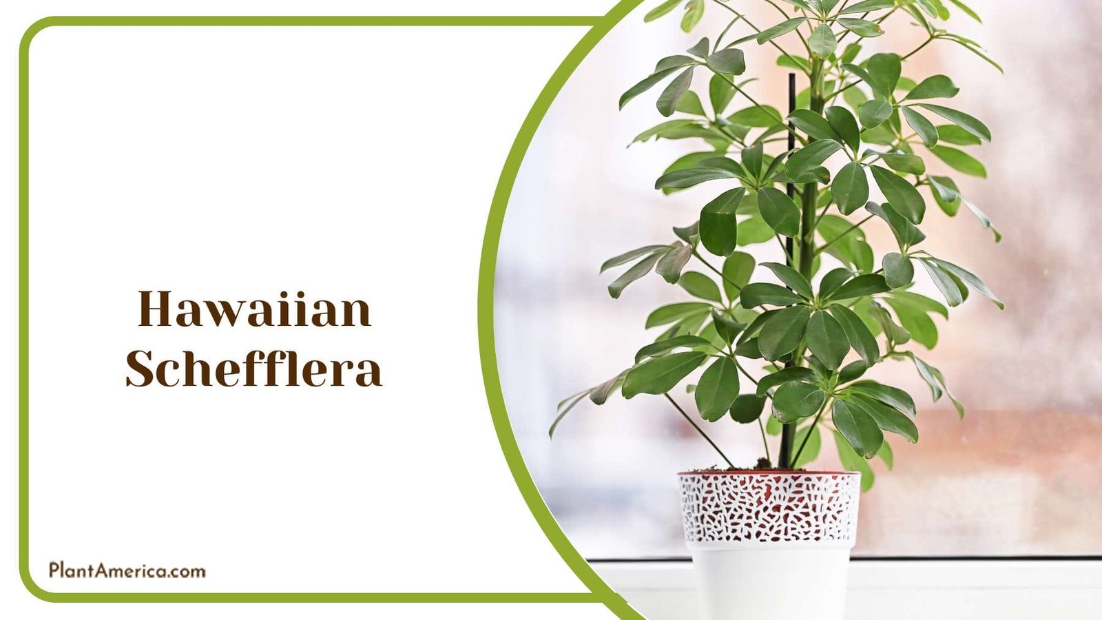 Hawaiian Schefflera In Pot Plant America