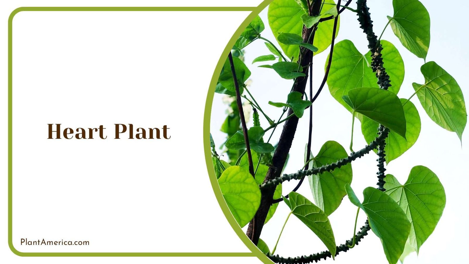 Heart Plant Elegance In Home Plant America