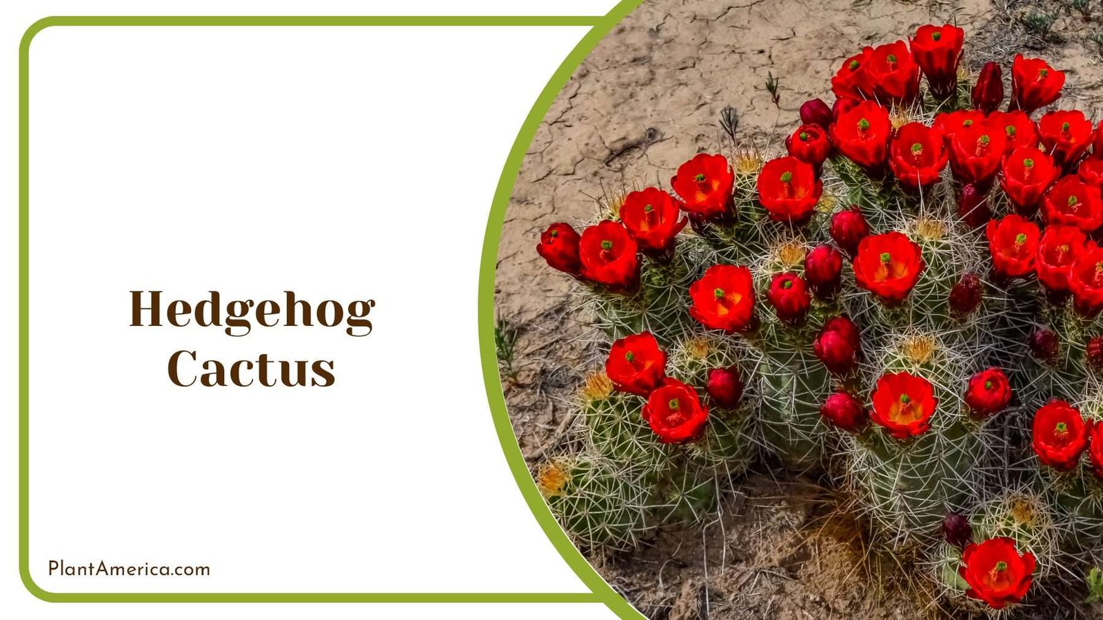 Hedgehog Cactus Lumpy Appearance Plant America