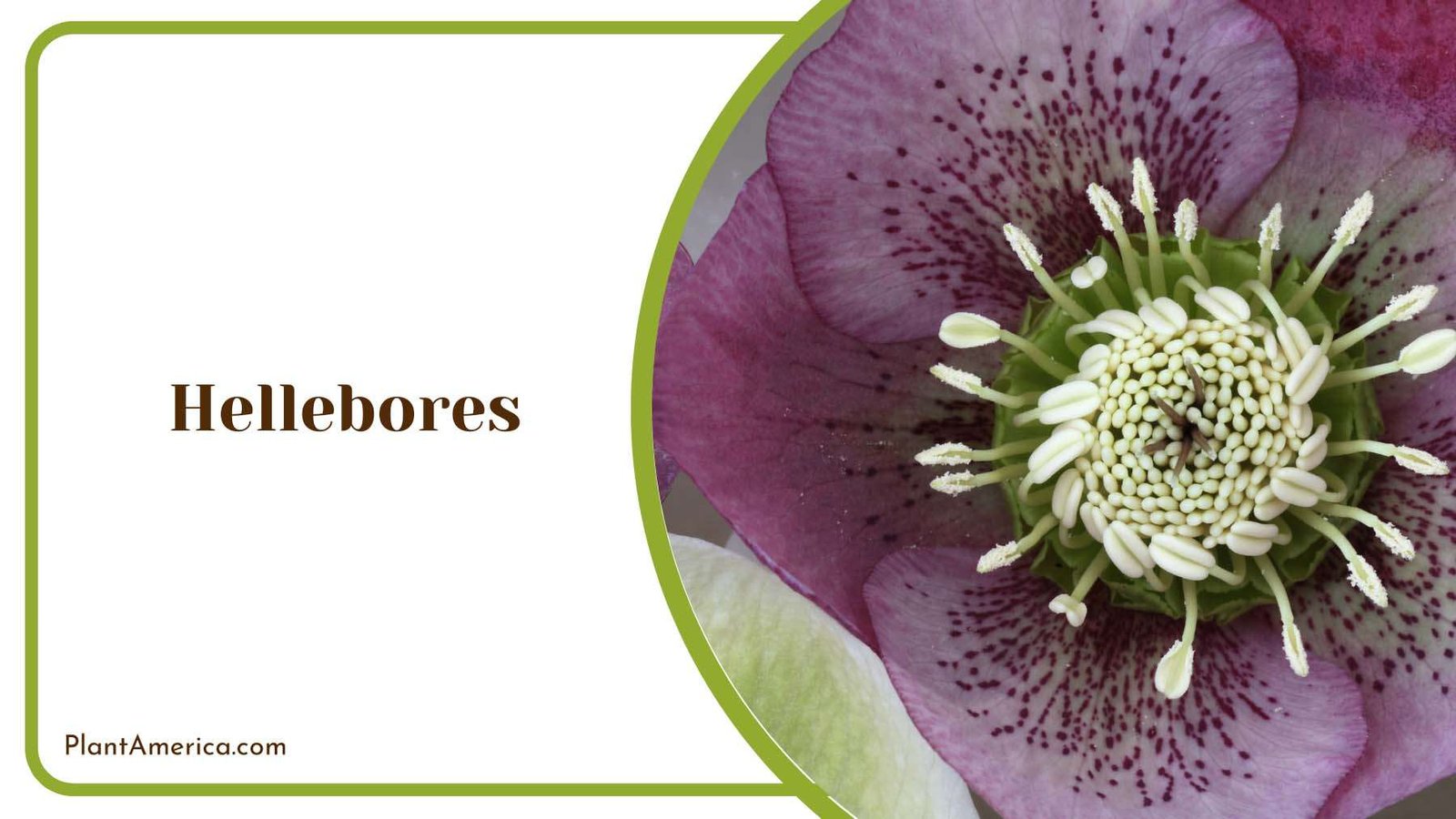 Hellebores Palmate Leaves Plant America