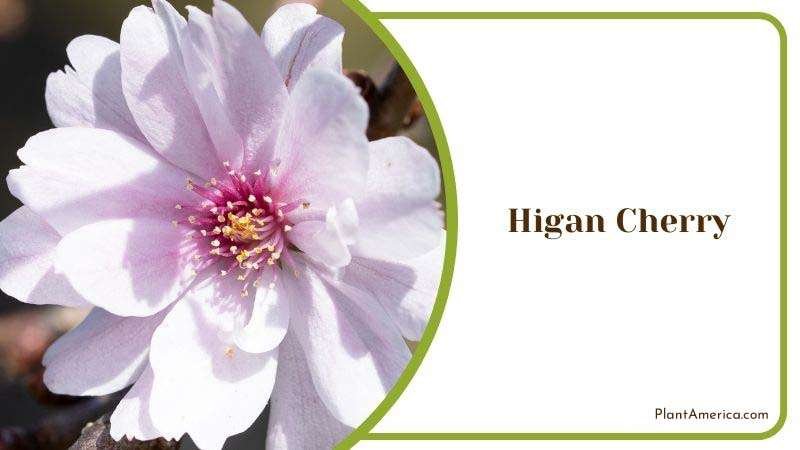 Higan Cherry or Winter Flowering Cherry Plant America
