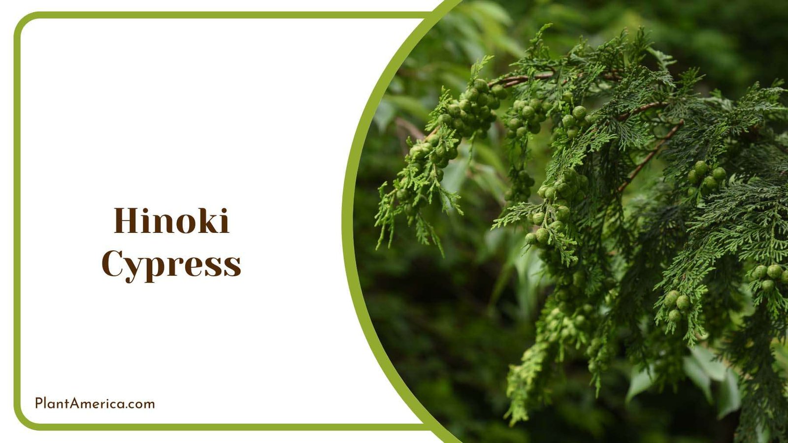 Hinoki Cypress Evergreen Plant America 1