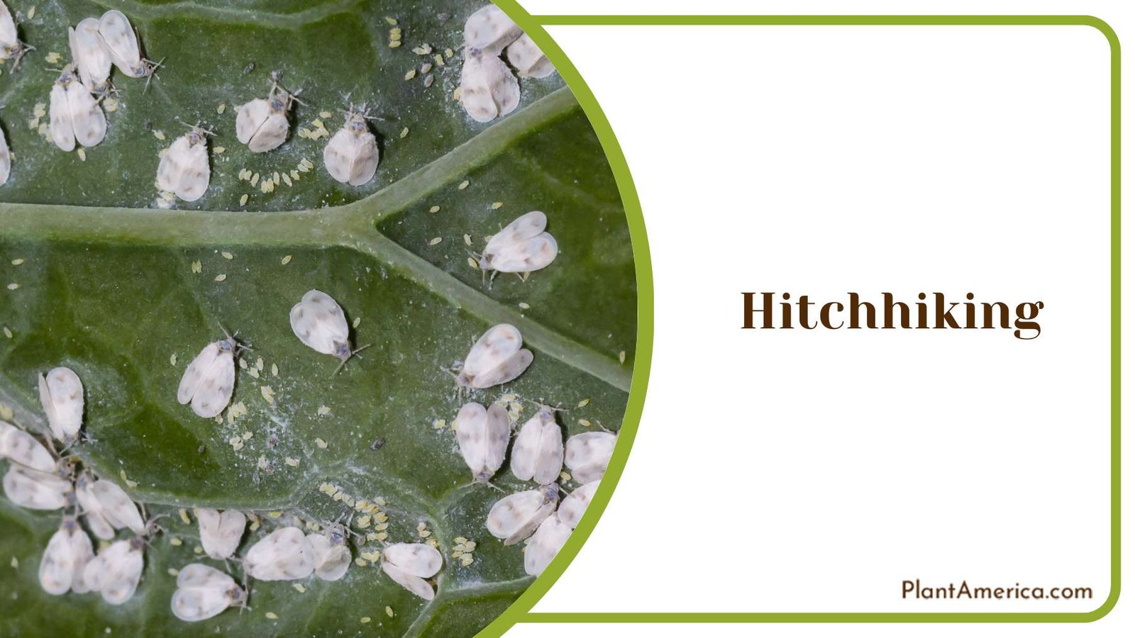 Hitchhiking on Pests Plant America