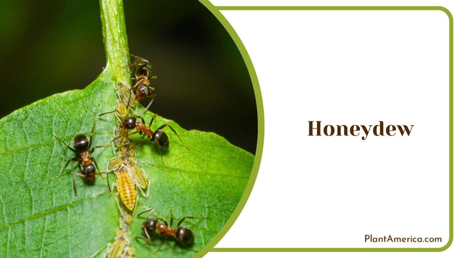 Honeydew on Strawberry Plants PlantAmerica Honeydew on Strawberry Plants PlantAmerica