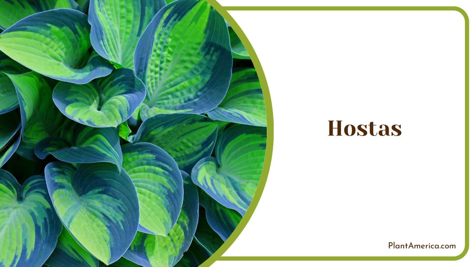 Hostas Plant Plant America