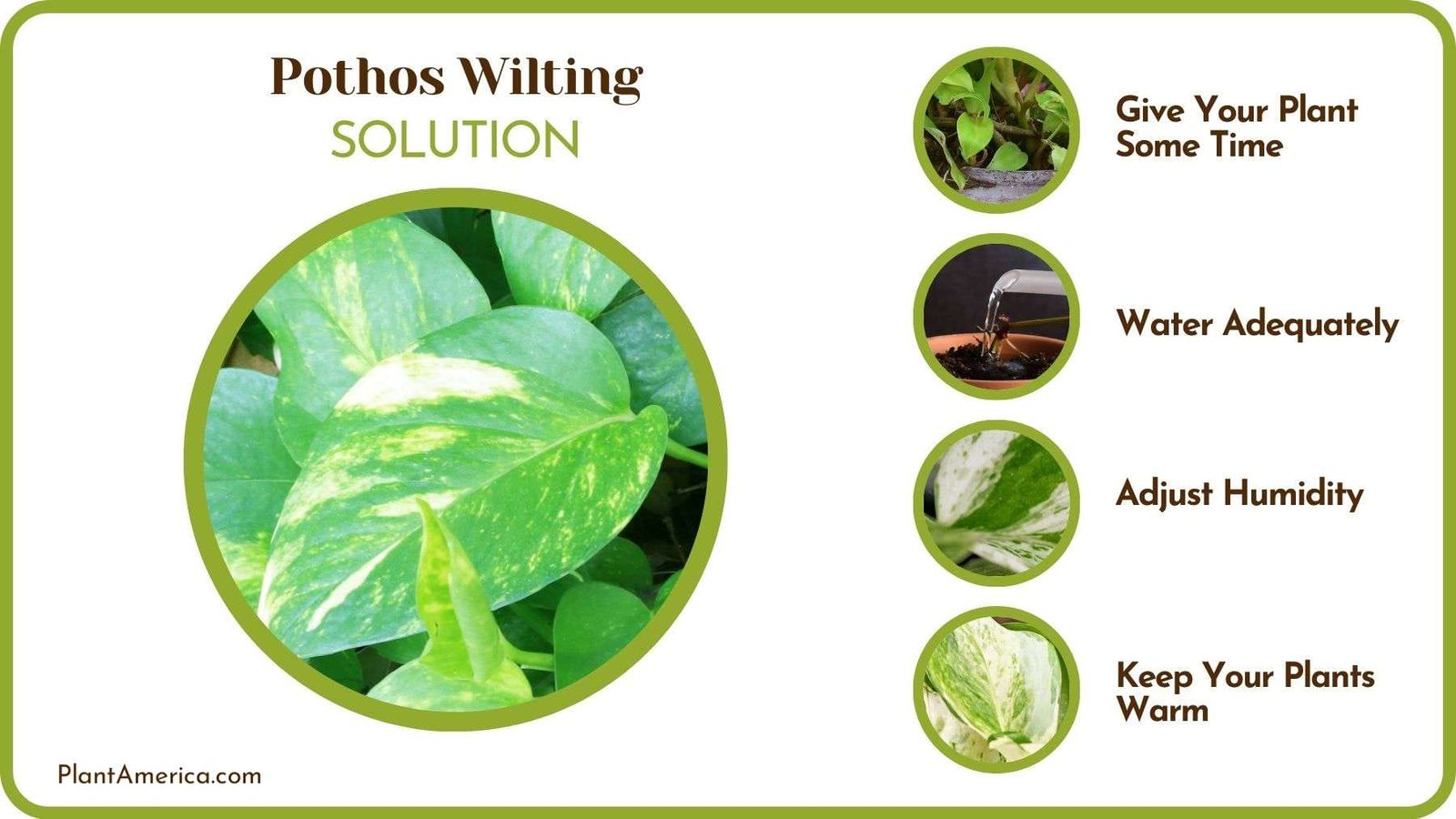 How To Fix Pothos Drooping Leaves Plant America