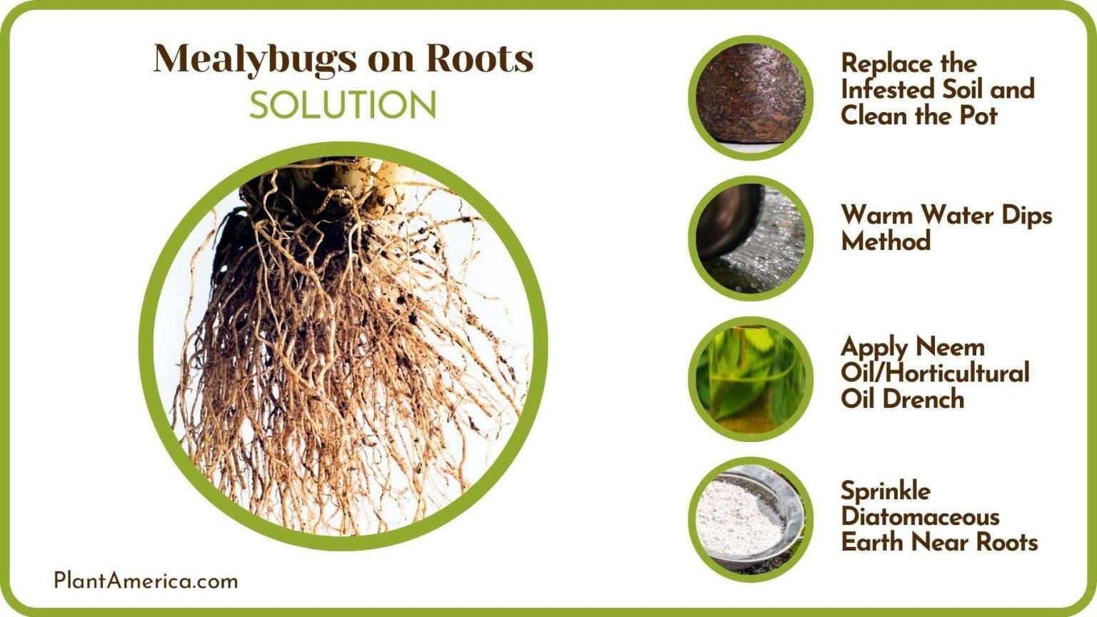 Mealybugs on Roots - Unveiling Effective Ways to Defeat Bugs - Plant ...
