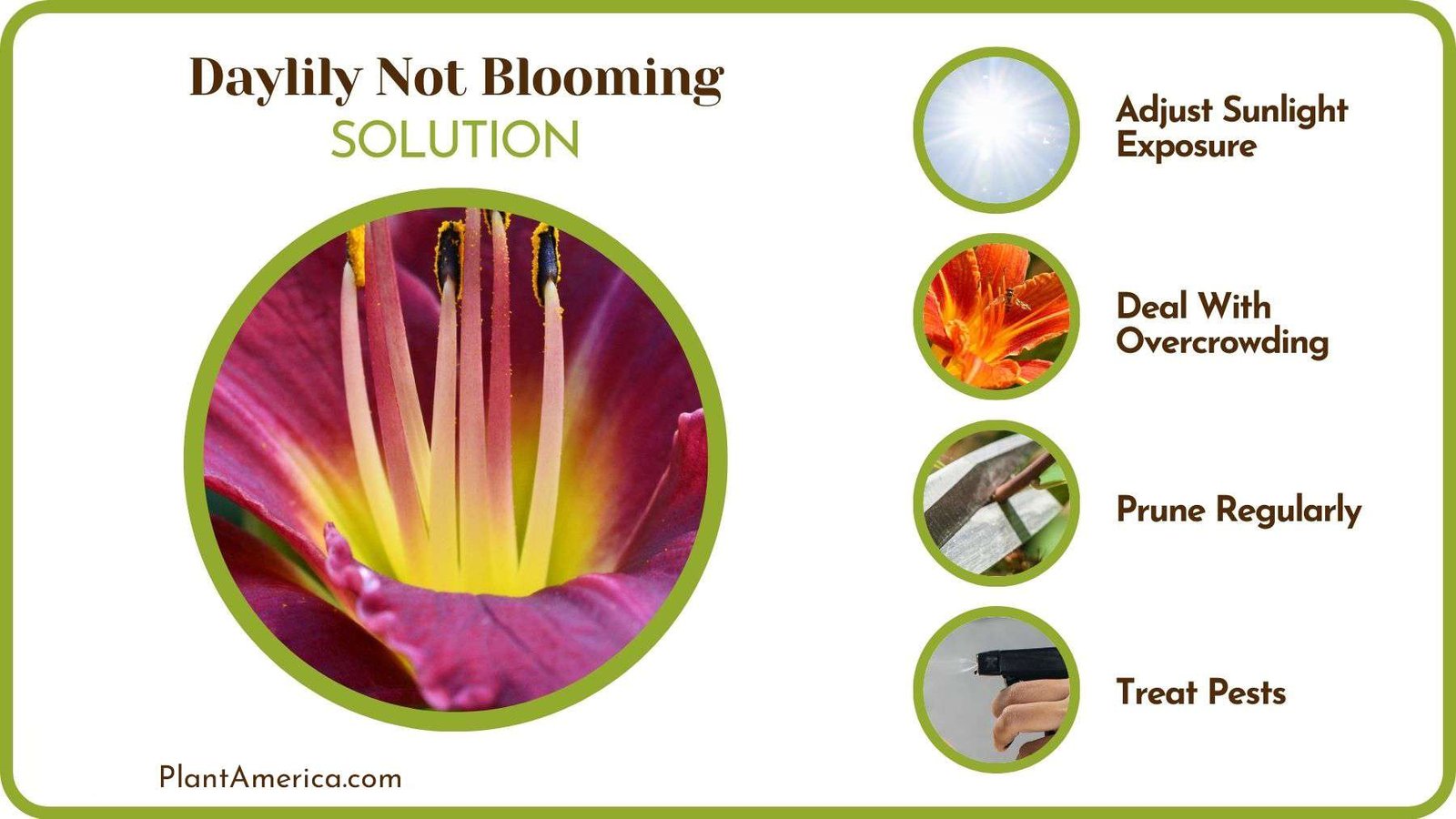 How To Help Daylily To Bloom Plant America