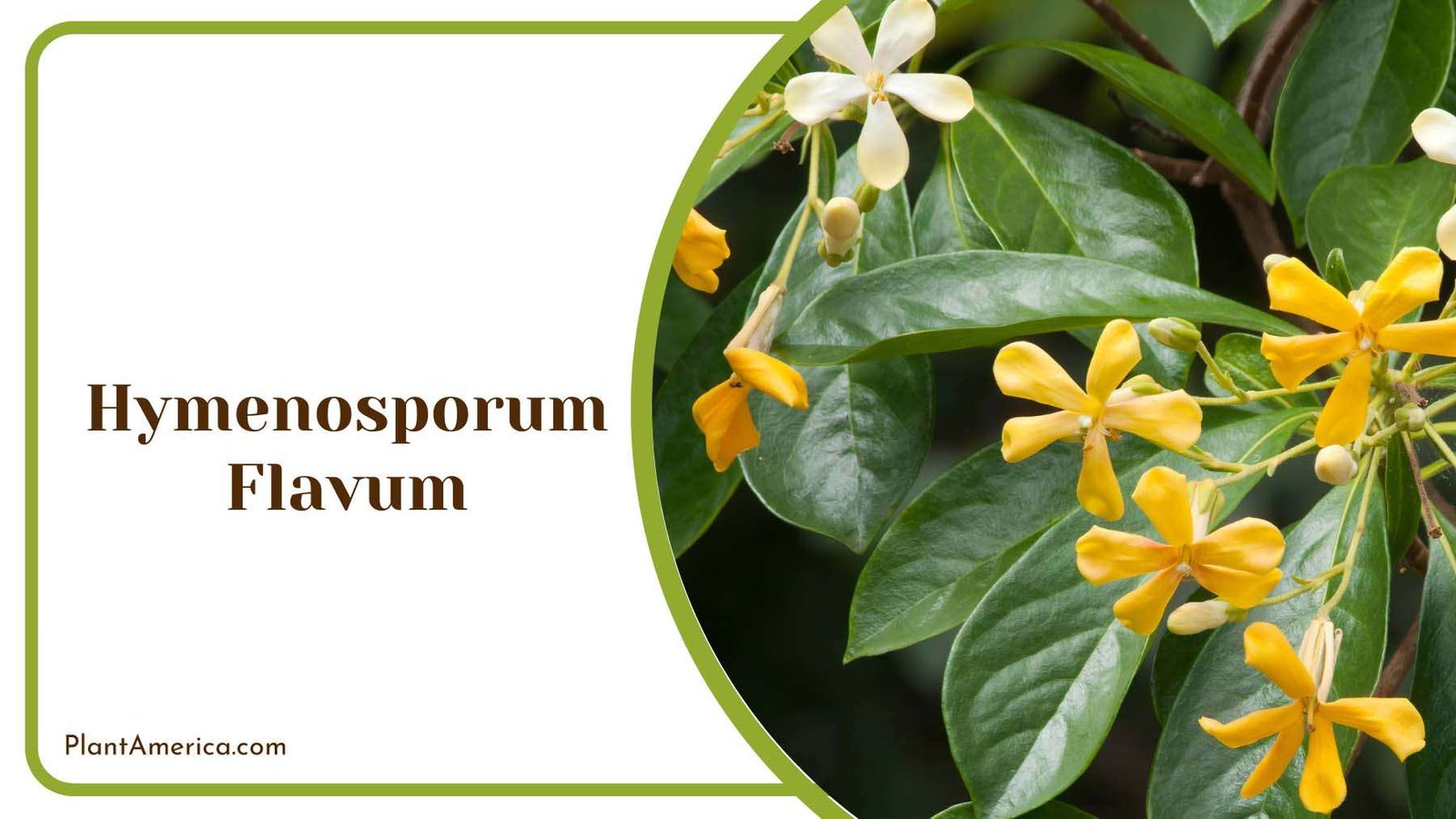 Hymenosporum Flavum Tree Plant America