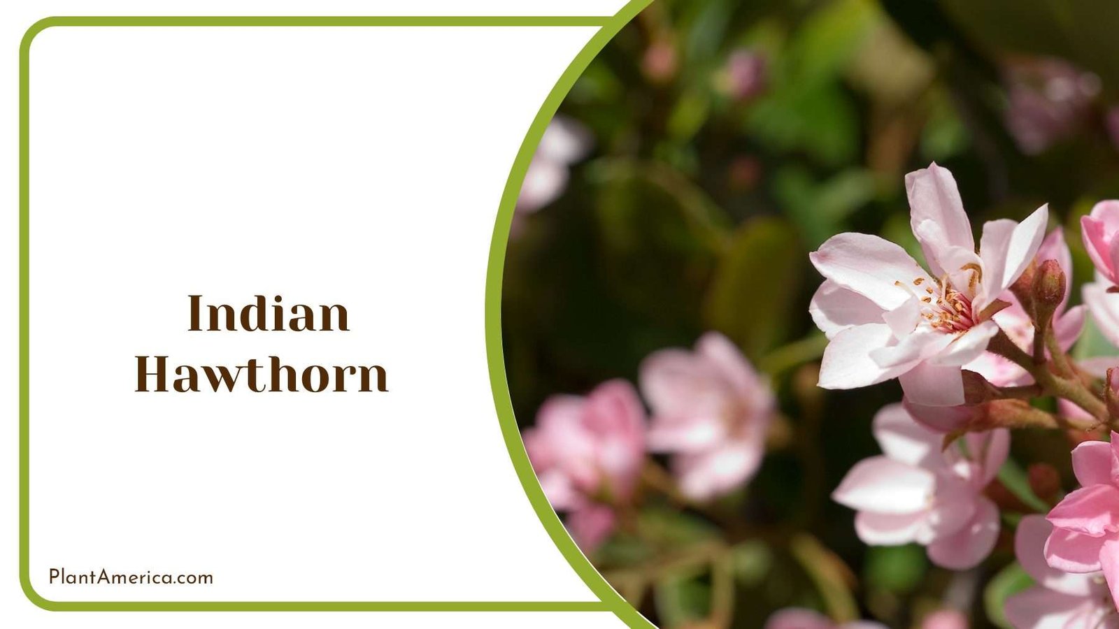 Indian Hawthorn On Sunlights Plant America Indian Hawthorn On Sunlights Plant America
