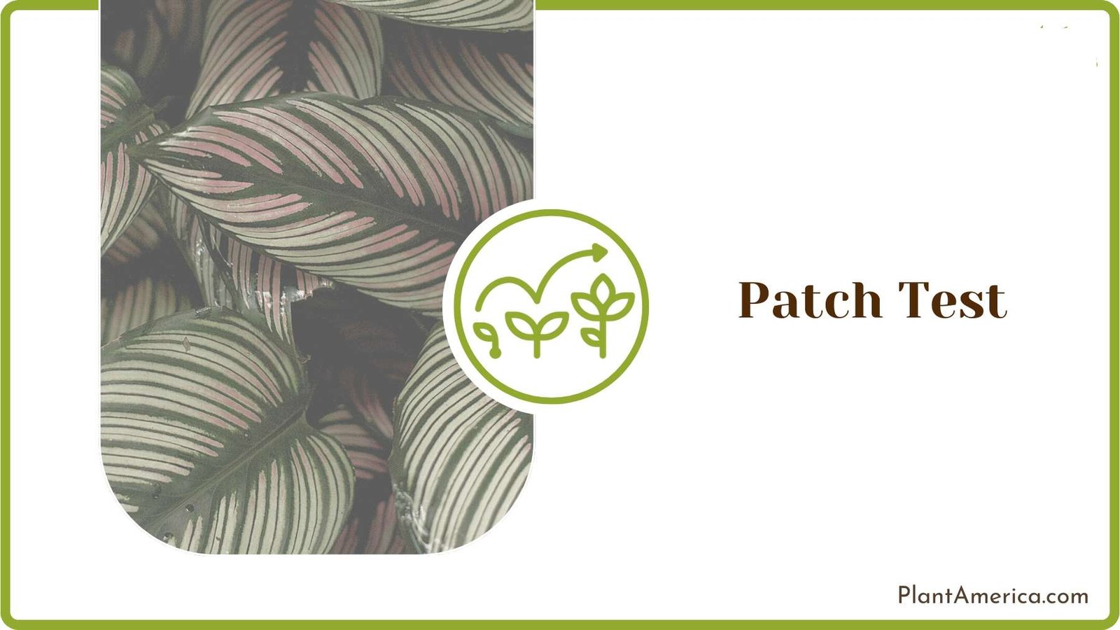 Infested Calathea Plant ~ Plant America Infested Calathea Plant ~ Plant America