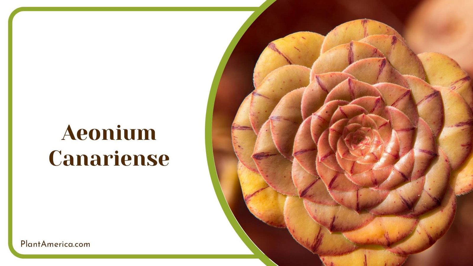 Island Aeonium Canariense Plant America